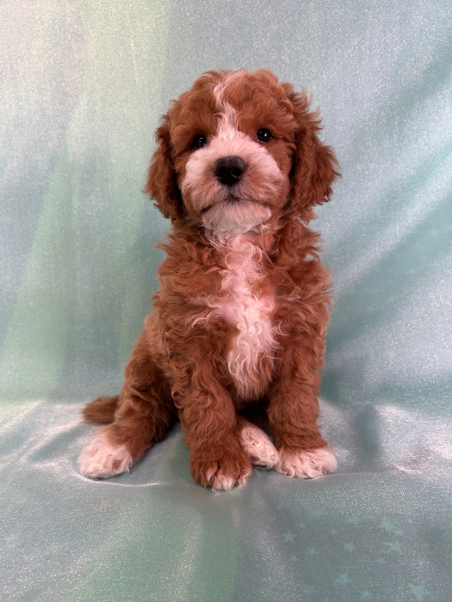 Male Bichon Poodle Puppy for Sale DOB 10-16-2025 $950